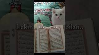 Taborak surasi jannatga olib kiradi quran motivatsiya rek surahmulk surah islamicvideo [upl. by Akahs]