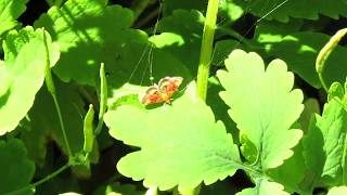 Pyrausta orphisalis orange mint moth Part 1 82019 [upl. by Noble]