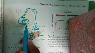 Guyton chp 55 part 2 Muscle spindle stretch reflex and damping [upl. by Mccomb656]