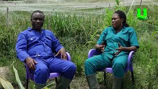 AYEKOO UPCLOSE WITH AGRIC DIRECTOR FOR AMENFI WEST ASANKRANGWA [upl. by Panthea804]