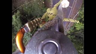 Speedline Tree Removal Techniques Ace Tree Service [upl. by Rodoeht]