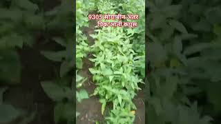 कपाशी मधे अंतर पिक सोयाबीन intercropping in soyabean [upl. by Ellertal]