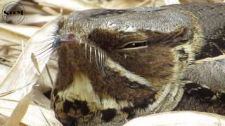 นกตบยุงเล็ก Indian Nightjar [upl. by Keppel662]