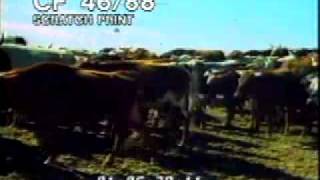 Cattle Stampede  Herding Cows  Best Shot Footage  Stock Footage [upl. by Eimiaj]