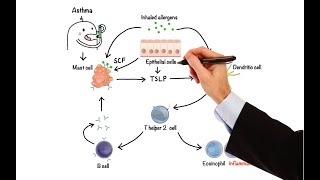 Pharmacology  DRUGS FOR ASTHMA AND COPD MADE EASY [upl. by Matteo]