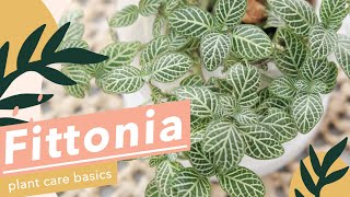 5 SIMPLE PLANT CARE FOR FITTONIA🌱 [upl. by Dowlen]