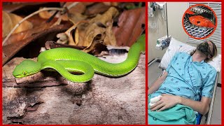 BITTEN BY A VENOMOUS PITVIPER IN THAILAND  MY EXPERIENCE Herping Vlog 2 [upl. by Nydnarb]