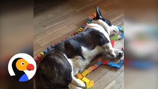 Corgi Plays Dominoes In Laziest Way Possible  The Dodo [upl. by Fagan252]