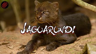 Is a Jaguarundi the Perfect Predator Definitely NOT Your House Cat [upl. by Ibrad262]