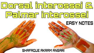 Palmar and dorsal interossei muscles of hand  Hand muscles [upl. by Ylellan681]