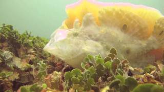 Ocellated Frogfish Eating [upl. by Isaacson]