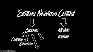 Sistema nervioso central clase [upl. by Plerre280]