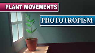 Phototropism [upl. by Hedvig]