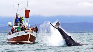 Whale Watching Húsavík Iceland – Walbeobachtung Island [upl. by Nord]