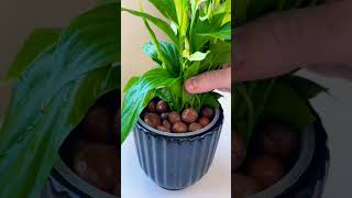 Care plants beautiful garden soillove soilpot houseplants soiltypes farming soilgrown [upl. by Seel]