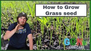 How To Grow Grass Seed  Three Simple Steps FOR BEGINNERS [upl. by Azeria]