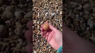 Finding Seashells By the Seashore with my Seashell Guide seashells beachcombing seashellart [upl. by Mazonson]