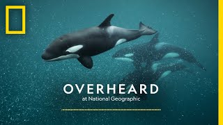 The Secret Culture of Orcas  Podcast  Overheard at National Geographic [upl. by Suoiluj474]