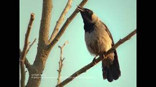 Desh Ka Namak  NamakHoTataKaTataNamak Parrot  Kannada [upl. by Hopper]