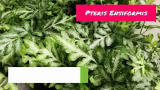 Pteris Ensiformis Fern  Pteris Ensiformis Tips amp Tricks  Pteris Ensiformis Care [upl. by Zacherie]