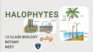 Halophytes in Tamil I Principles of Ecology I Botany I Class 12  TNSCERTCBSE  NEET [upl. by Melvyn629]