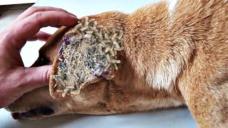 OMG 60000 Maggots Cleaned From Poor MOTHER DOG Animal Rescue 2022 [upl. by Odlaumor]