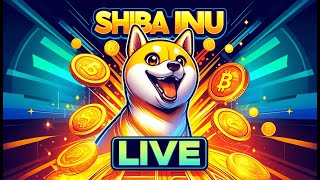 Shiba Inu Live [upl. by Ahseinad]