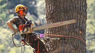 STIHL chainsaws and crane used to take down huge dead White Fir tree in Forest Falls CA [upl. by Chloette]