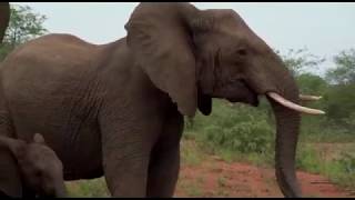 Trapped in a Terrifying Elephant Stampede  Charge in Kruger National Park [upl. by Zerat]