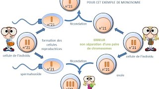 SVT  cours  origine dune anomalie chromosomique trisomie ou monosomie [upl. by Vatsug]