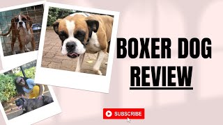 giftingbyliz Ultimate BOXER DOG Review All you NEED to KNOW [upl. by Ontina239]