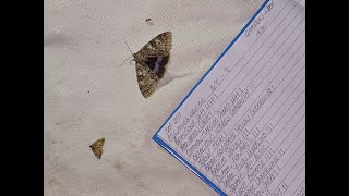 Mothings Holy Grail returns Moth trapping  Gamston Wood September 21st 2024 [upl. by Alliuqa85]