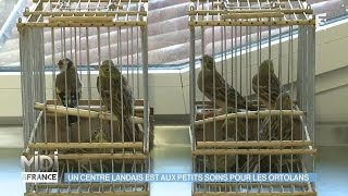 ANIMAUX amp NATURE  Un centre Landais est aux petits soins pour les ortolans [upl. by Socher]