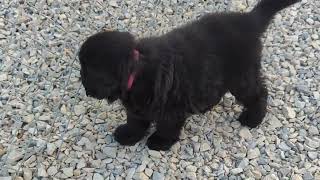 Newfoundlands of Umfleet Farms [upl. by Haet]