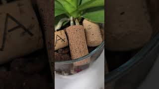 Нарастить корни орхидеи Мой рабочий методHow to grow orchid roots My working method [upl. by Ransell]