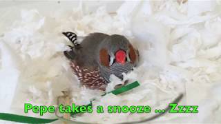 A zebra finch adapts to living in a new room Part 1 of 2 [upl. by Samella]