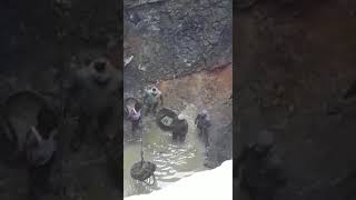 Digging Well by Hand Indian Tamil Nadu [upl. by Lirrehs]