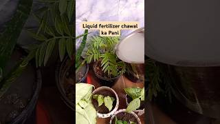 Best👍fertilizer garden flowers gardening plants gardeningplants [upl. by Ynnaej]