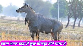 Why The Big Nilgai Silent [upl. by Eentihw]