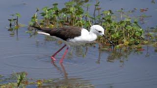 Blackwinged Stilt in Kenya [upl. by Dimphia]