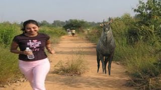 🔴Live नीलगाय कैसी होती है  nilgai kaisi hoti hai  जंगली सुअर कैसा होता हैं  DesiJugaadTech [upl. by Asirap]