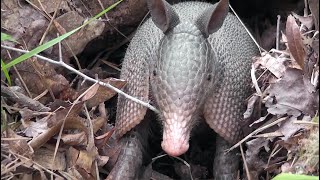 Georgia Ninebanded Armadillos Foraging To Bluegrass Music [upl. by Arevle]