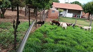 OVINOS PASTANDO NO BRS TAMANI PIQUETIADO COM CERCA ELÉTRICA😍🐏 [upl. by Sessylu924]