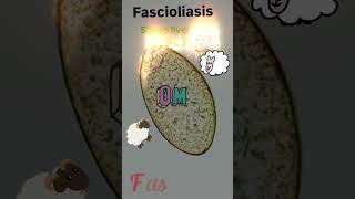 Fasciola hepatica egg⭐ Fascioliasis🤓👍Parasitology👍🔬✅ [upl. by Samuela]