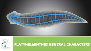 PLATYHELMINTHES GENERAL CHARACTERS [upl. by Trotter]