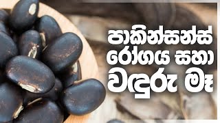 පාකින්සන්ස් රෝගය සහා වඳුරු මෑ mucuna pruriens [upl. by Llenrrad]