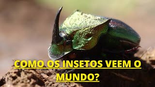 o INCRÍVEL MUNDO dos INSETOS  Documentário dublado HD [upl. by Agnola306]