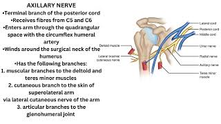 Axillary Nerve [upl. by Yelyab]