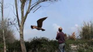 giant curlew mobile by Michael Chaikin metalchicken [upl. by Egwin]