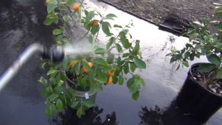 How to control Citrus White Fly Problem [upl. by Eenram]